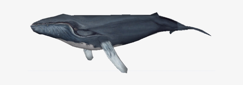 Northern Humpback Whale - Zoo Tycoon 2 Humpback Whale, transparent png #1859277