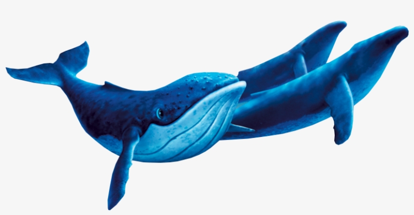 Humpback Whales - Humpback Whale Fantasia 2000, transparent png #1859299