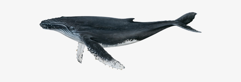Humpback Whale - Whale Scientific Illustration, transparent png #1859334