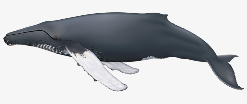 Humpback Whale - Humpback Whale Side View, transparent png #1859352