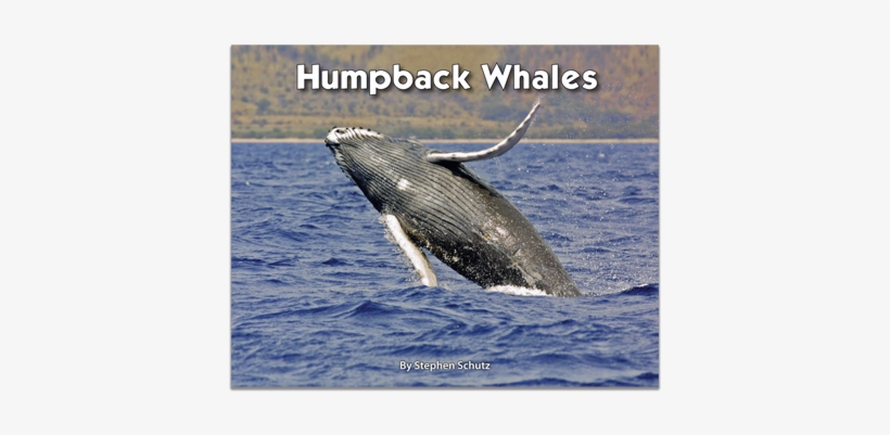 Do Humpback Whales Protect Other Animals, transparent png #1859424