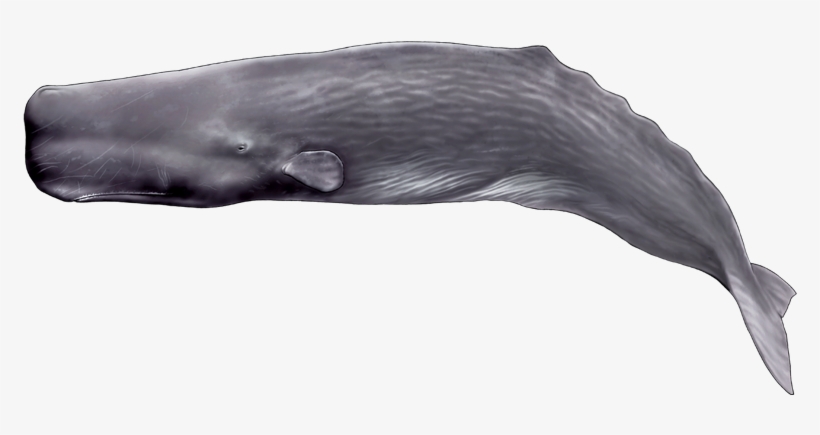 Sperm Whale Color And Shape - Sperm Whale Shape, transparent png #1859445