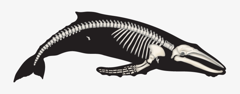 Cetacean Adaptations - Whales Skeleton, transparent png #1859465
