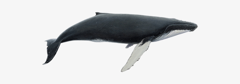 Humpback Whale, transparent png #1859639
