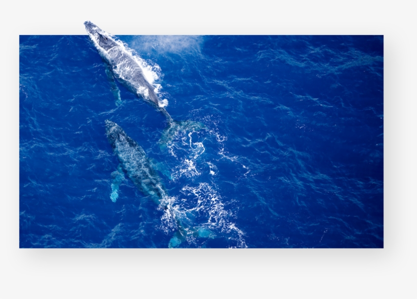 Maui Snorkel And Whale Watching Tours - Maui, transparent png #1859661