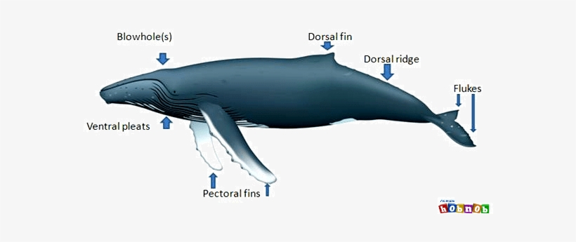 Humpback Whale Fins Achize Whale Blog - Humpback Whale Fins, transparent png #1859682