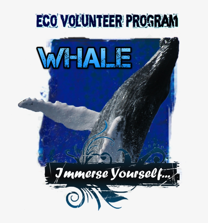 The Humpback Whale Volunteer Research Assistant Program - Volunteering, transparent png #1859747