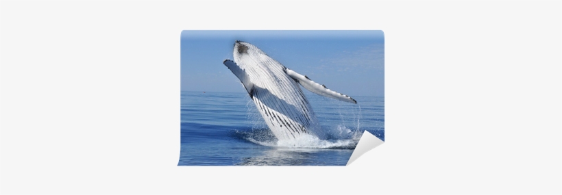 Croisiere Aml, transparent png #1859827