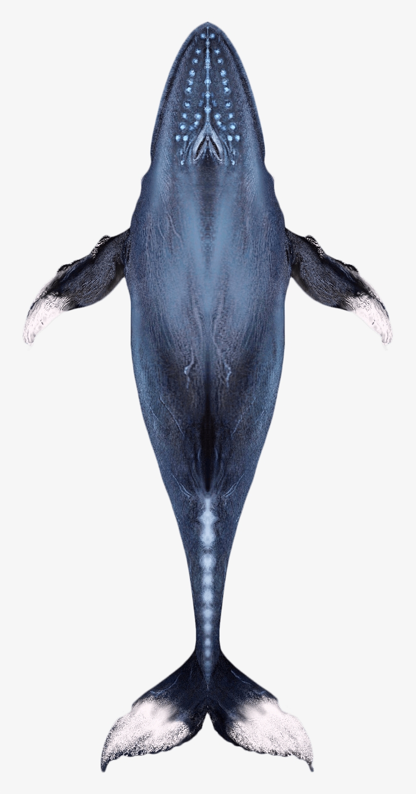 Activities - Humpback Whale, transparent png #1859911