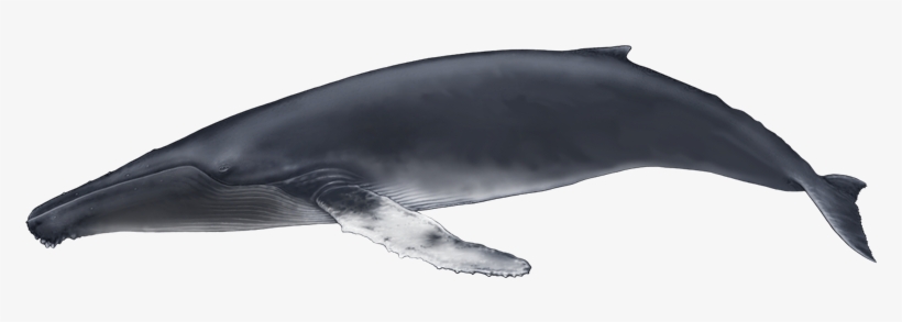 Humpback Whale - Baleia De Bossa, transparent png #1859970