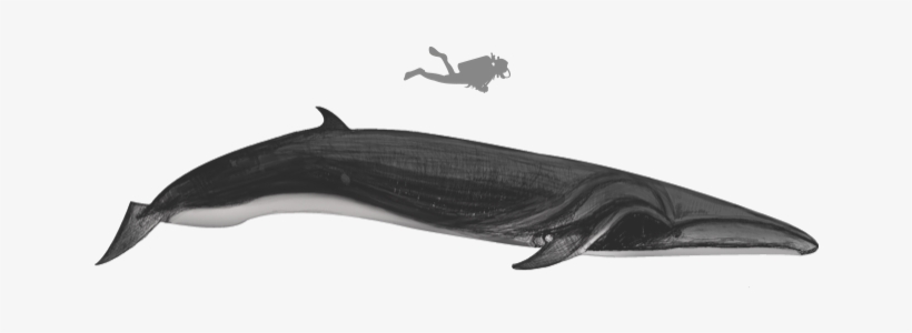 Sei Whale - Blue Whale, transparent png #1860197