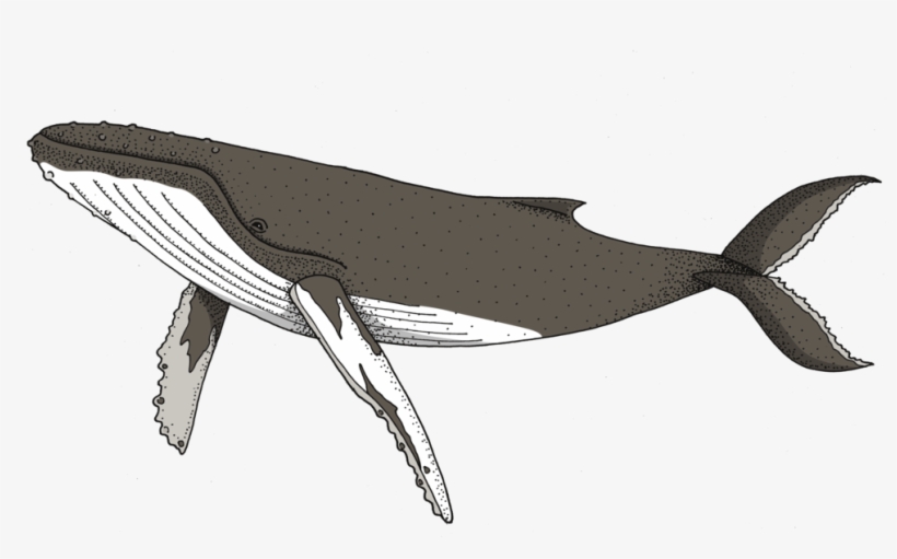 Humpback Whale, transparent png #1860199