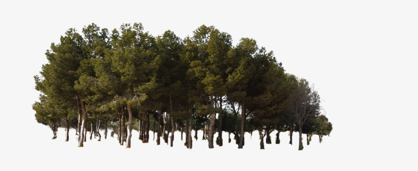 Tree Forest Jungle Woods - Pine Tree Forest Png, transparent png #1860992