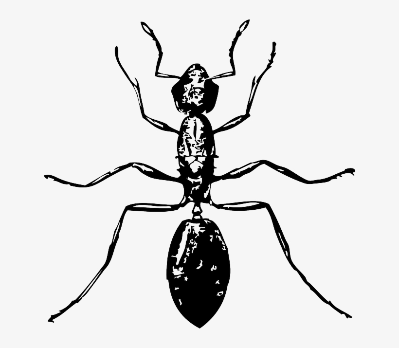 Cartoon, Ant, Bug, Six, Legs, Drawings, Ants, Top, - Insect Black And White, transparent png #1861558