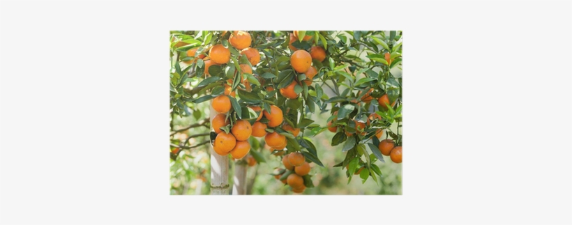 Citrus × Sinensis, transparent png #1861639
