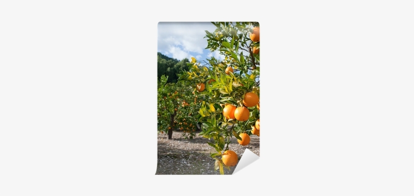 Citrus × Sinensis, transparent png #1861692