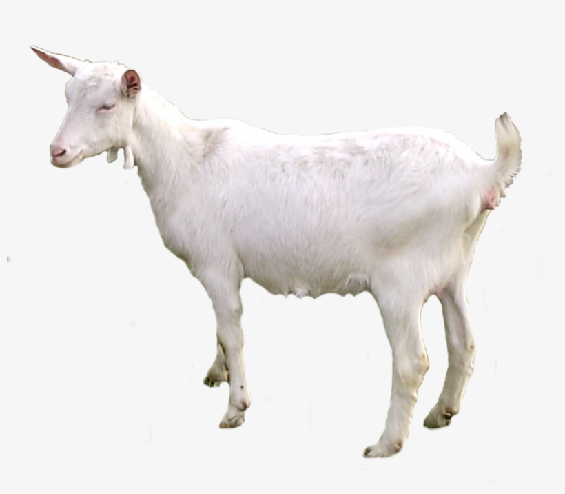 Goat Png Transparent - Cabra Png, transparent png #1862895