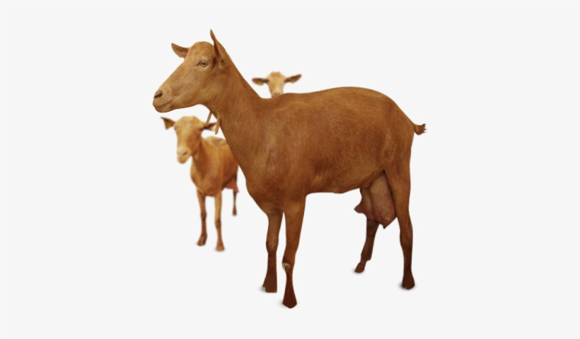 Goat Clip Chivo - Cabra Lechera Png, transparent png #1863230