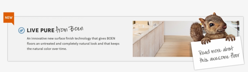 Live Pure - Next Innovations Squirrel 3 Hook Coat Rack, transparent png #1863590