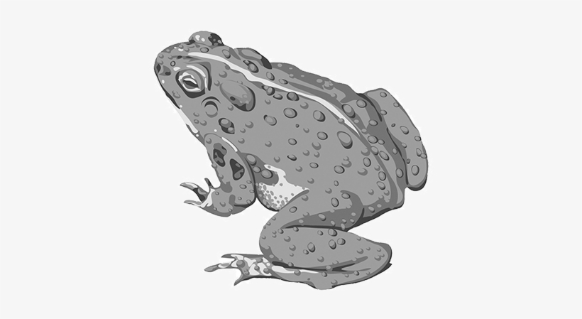Toadskip Banner - Toad Vector, transparent png #1863853