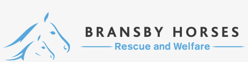 Meet Evelina And Yogi Bear - Bransby Horses Rescue And Welfare, transparent png #1864035