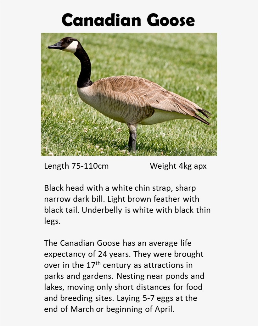 Goose - Goose Georgia Animals, transparent png #1864475