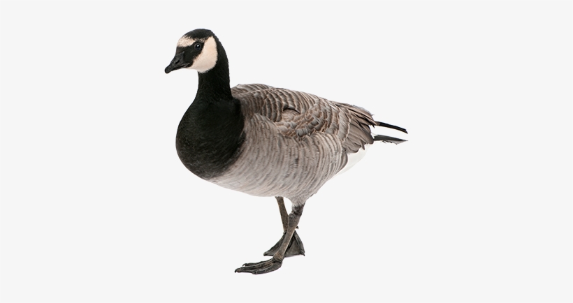 Goose Png, transparent png #1864499