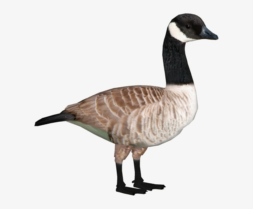 Canada Goose - Canada Goose Eggs Png, transparent png #1864624