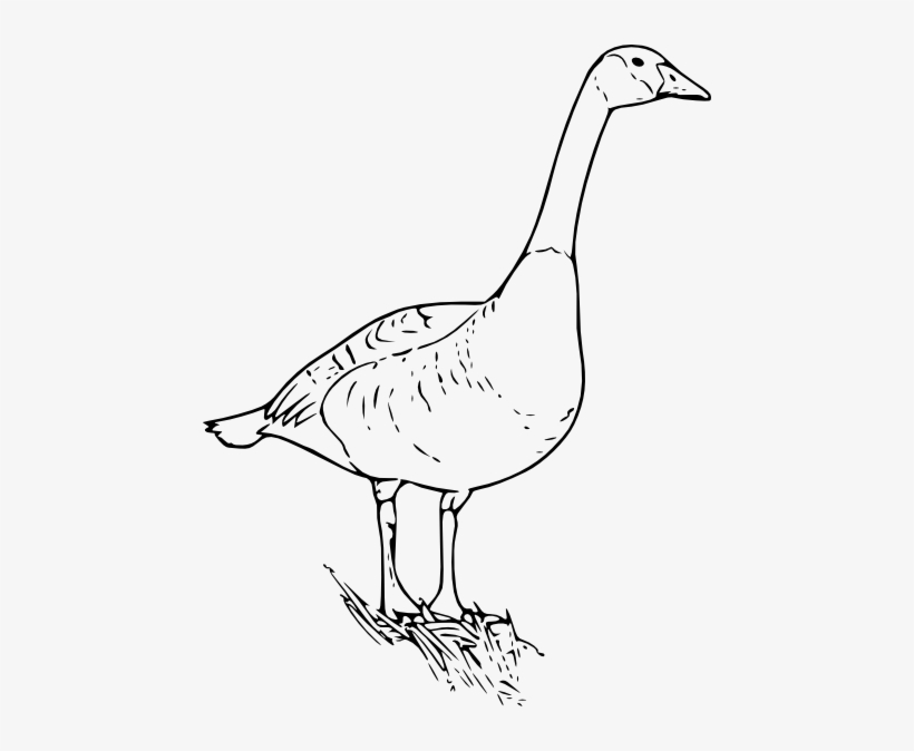 Free Vector Canada Goose Clip Art - Canada Goose Line Art, transparent png #1864713