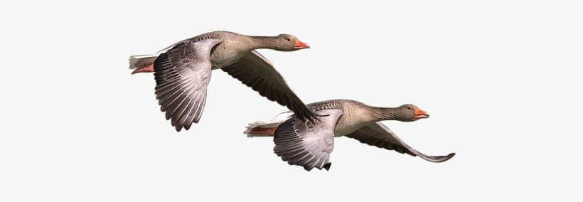 Wild Goose, Goose, Wild, Geese, Bird - Goose, transparent png #1864905
