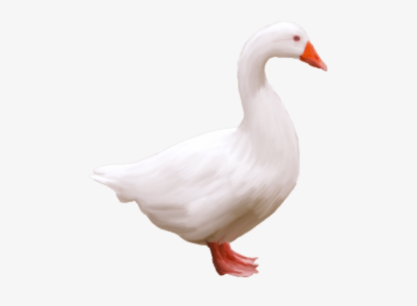Free Png Goose Png Images Transparent - Goose Png, transparent png #1864957
