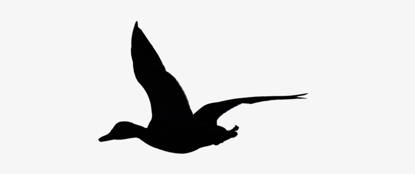 Flying Duck Silhouette By Wuestenbrand - Flying Duck Silhouette, transparent png #1865004