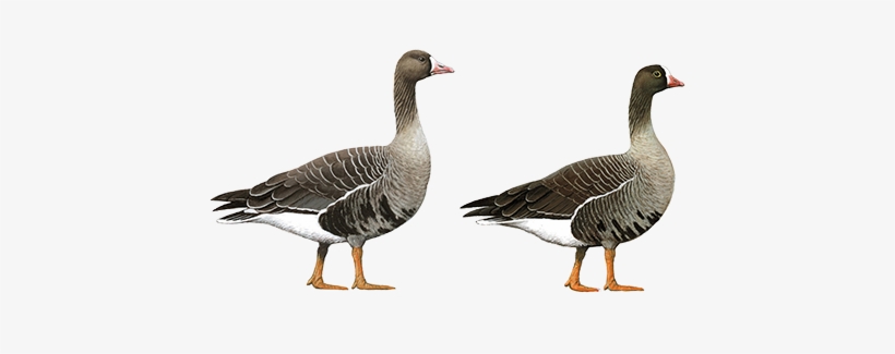 The Look-alike Dilemma - Lesser White Fronted Goose, transparent png #1865007