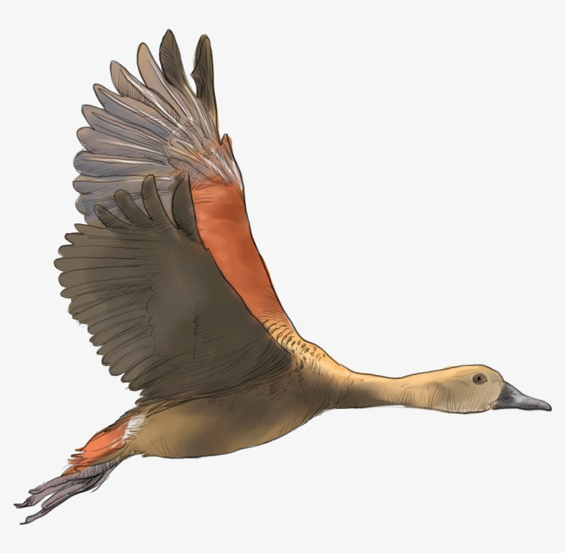 Lesser Whistling Duck - Kranji Marshes, transparent png #1865087