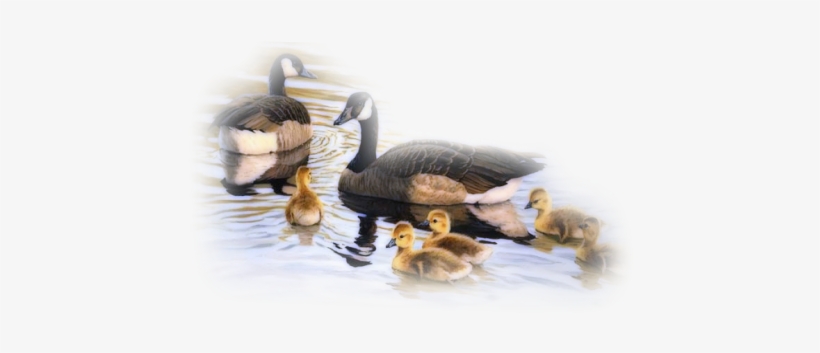 Bd-45 - Bangladesh, transparent png #1865154