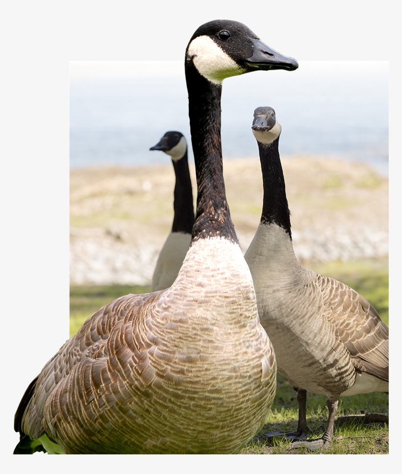 How To Get Rid Of Geese - Geese, transparent png #1865301