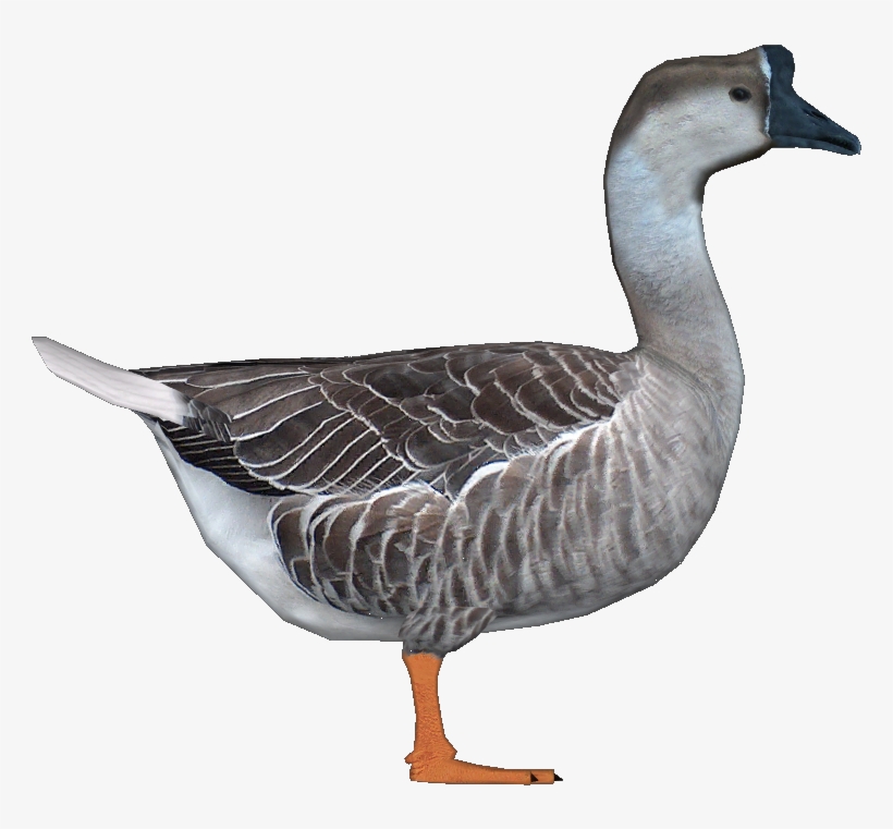 Goosechinese Jimmyzhoopz - Swan Zoo Tycoon 2, transparent png #1865389