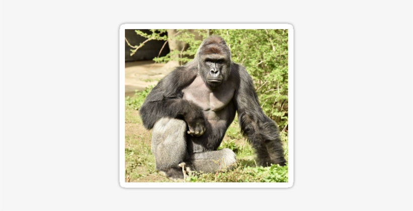 Harambe - Raindrop Drop Top Memes Harambe, transparent png #1865554