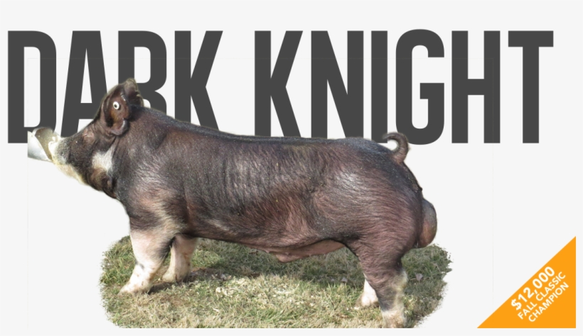 Main Attraction - Warthog, transparent png #1866844