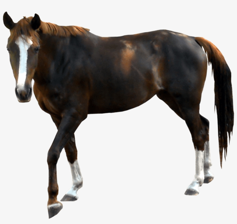 Horse With Clear Background, transparent png #1867117