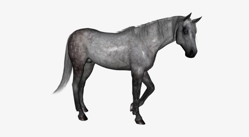 Share This Image - Horse, transparent png #1867494