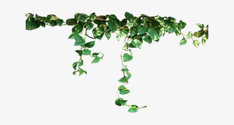 Panda Emoji Edit 🐼 Please Do - Transparent Plants, transparent png #1867845