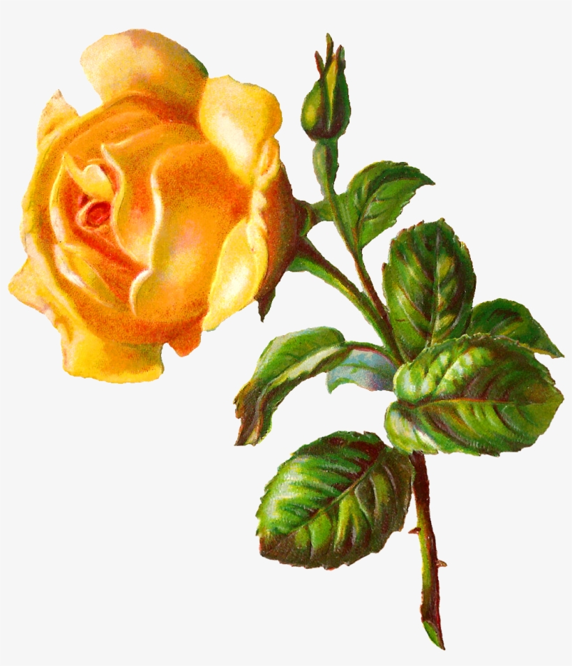 Go To Image - Rose Flower Digital, transparent png #1868387