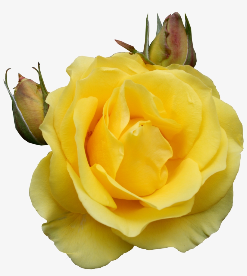 Yellow Roses Png, transparent png #1868408