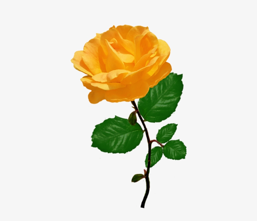 Red Red Rose Clipart - Orange Rose Clipart, transparent png #1868482