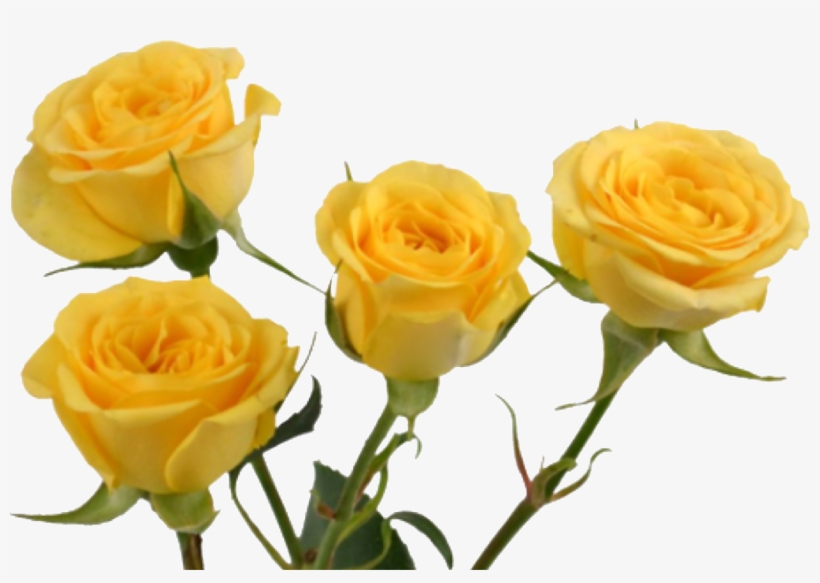 Report Abuse - Rose, transparent png #1868635