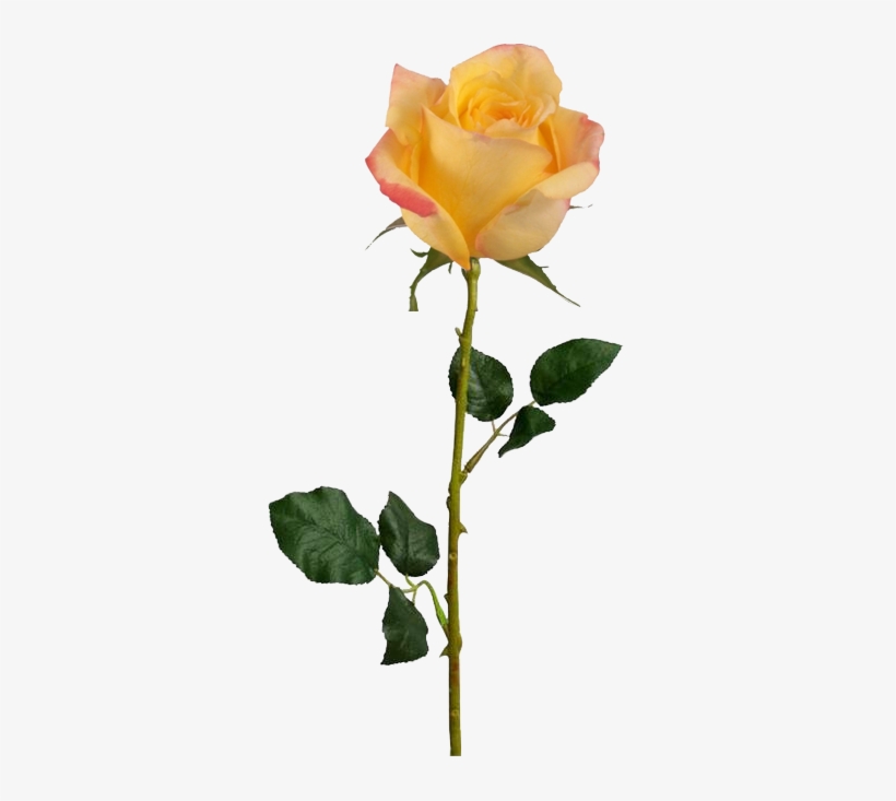 A Moment Will Occur Sometimes When Something Magical - Valentine's Day Rose Long Stem, transparent png #1868695