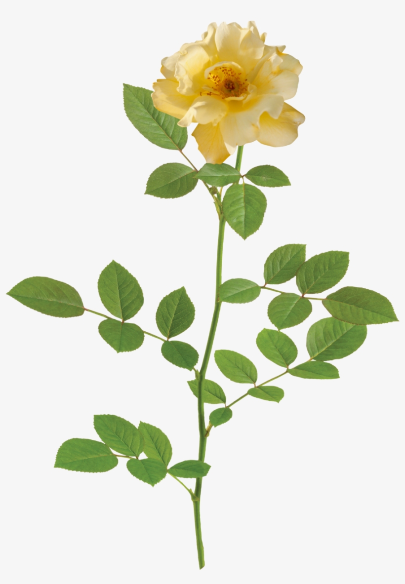 The Lemon Drift® Rose - Rose, transparent png #1868802