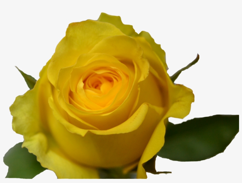 Yellow, transparent png #1868908