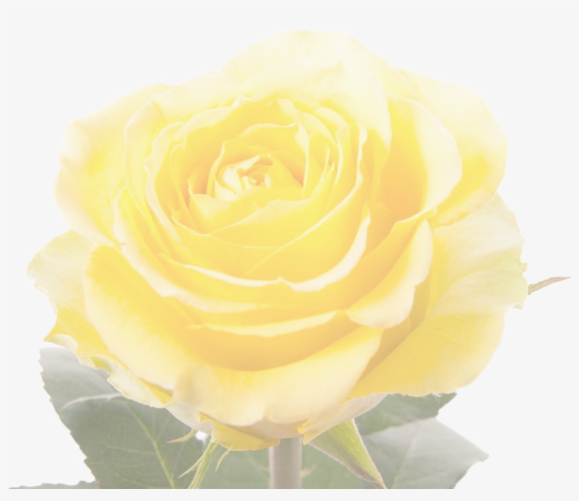 Garden Roses, transparent png #1868958